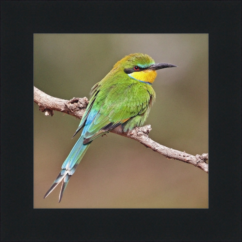Swallow-tailed Bee-eater - Great Pictures Framed