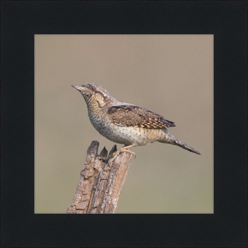 Wryneck - Great Pictures Framed