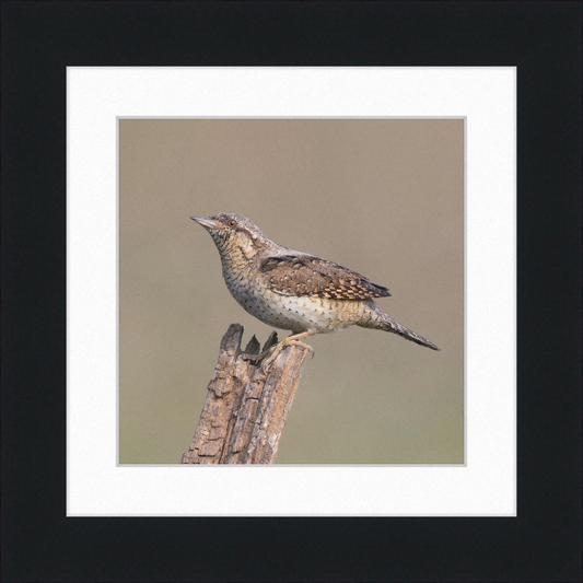 Wryneck - Great Pictures Framed