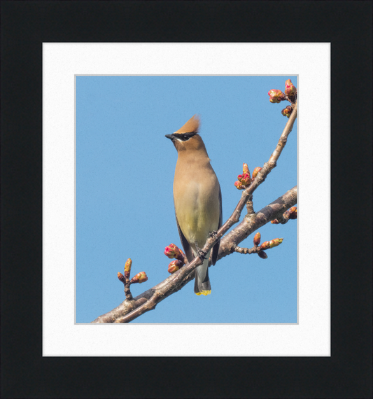 Cedar Waxwing in Green-Wood Cemetary - Great Pictures Framed