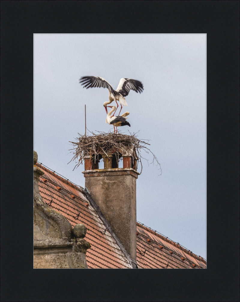 Schlüsselau Störche Nest - Great Pictures Framed
