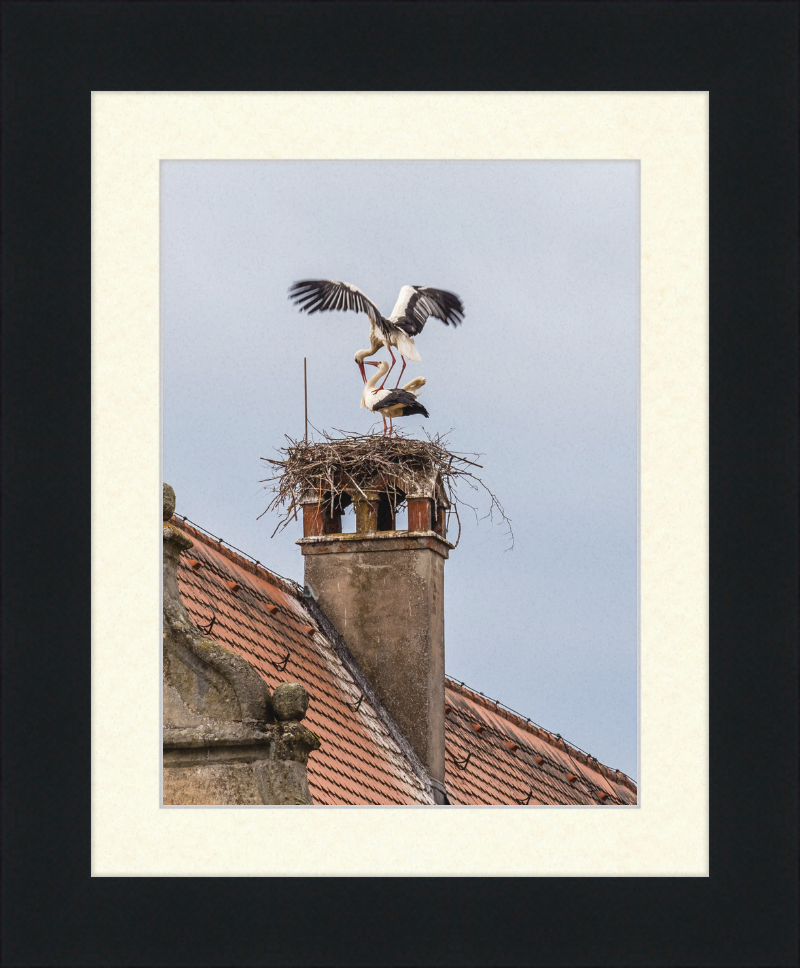 Schlüsselau Störche Nest - Great Pictures Framed