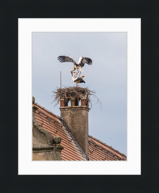 Schlüsselau Störche Nest - Great Pictures Framed