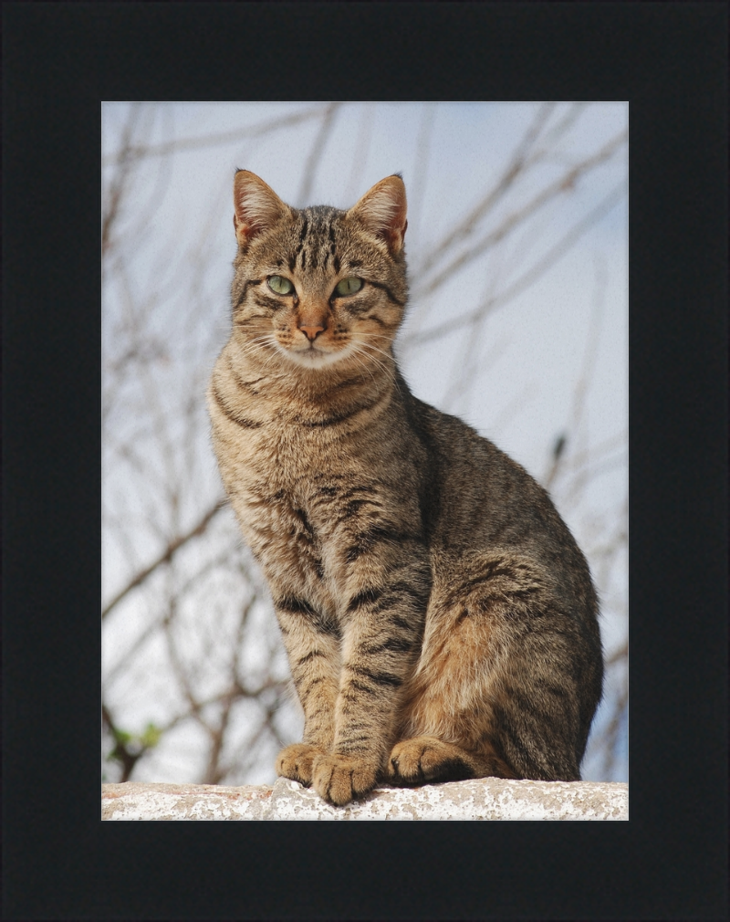 American Shorthair Mix - Great Pictures Framed
