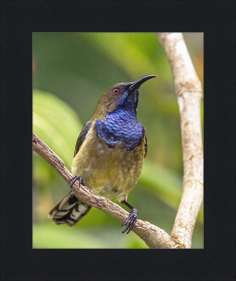Príncipe sunbird (Anabathmis hartlaubii) male - Great Pictures Framed