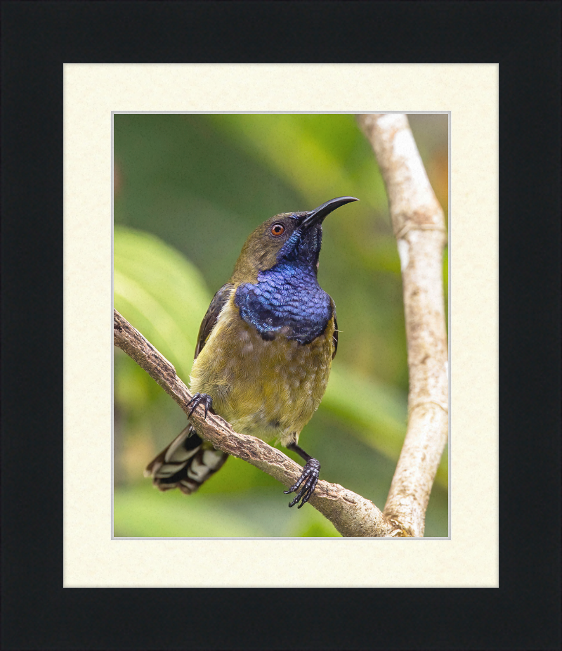 Príncipe sunbird (Anabathmis hartlaubii) male - Great Pictures Framed