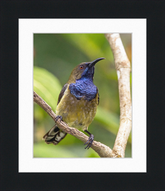 Príncipe sunbird (Anabathmis hartlaubii) male - Great Pictures Framed