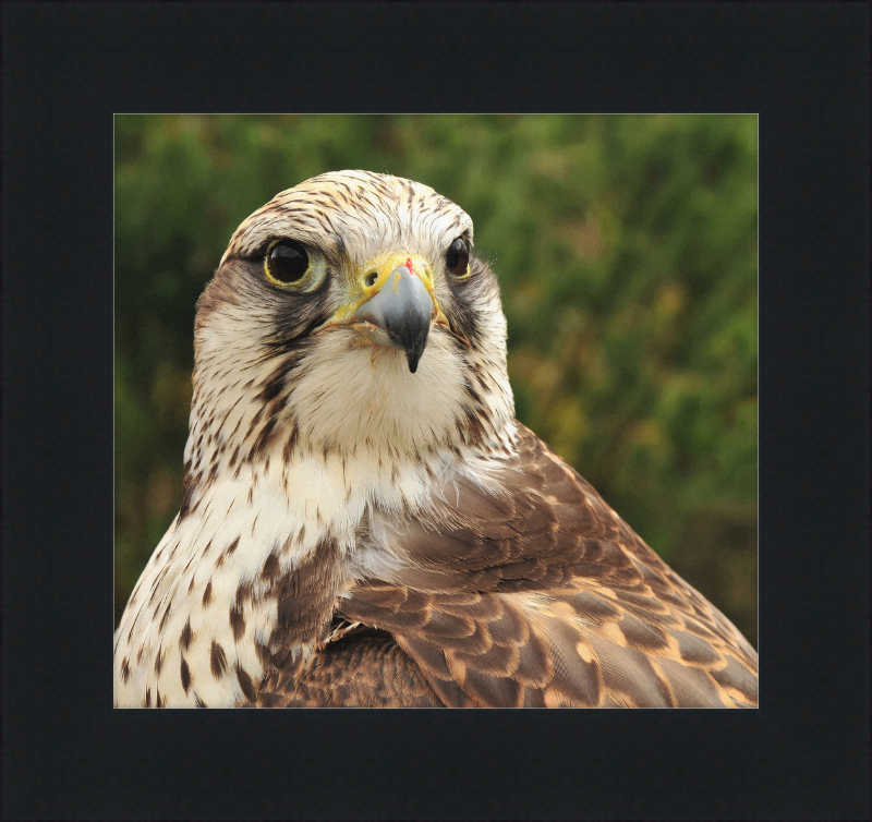 Falco Cherrug - Great Pictures Framed