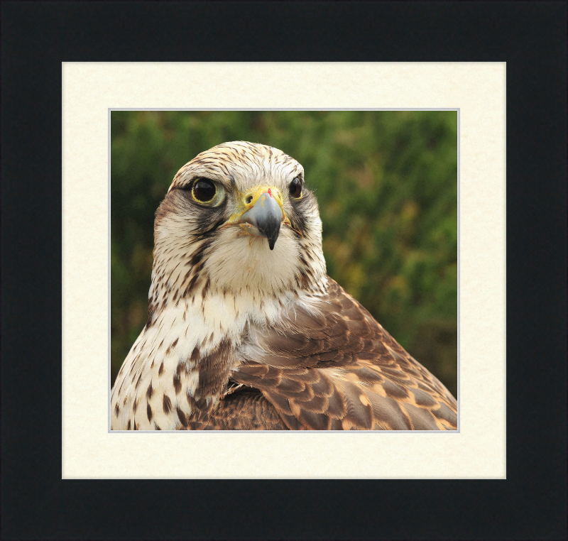 Falco Cherrug - Great Pictures Framed