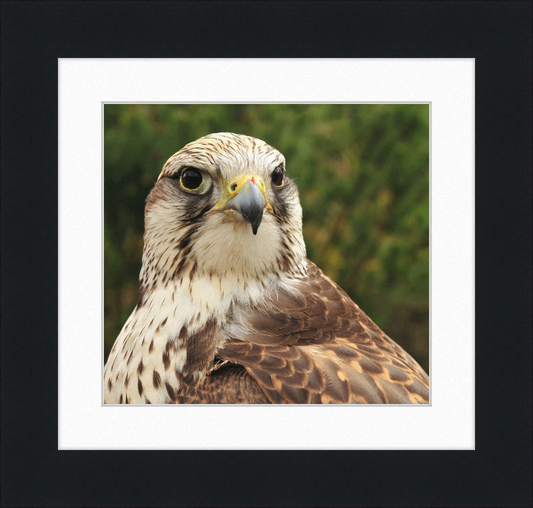 Falco Cherrug - Great Pictures Framed