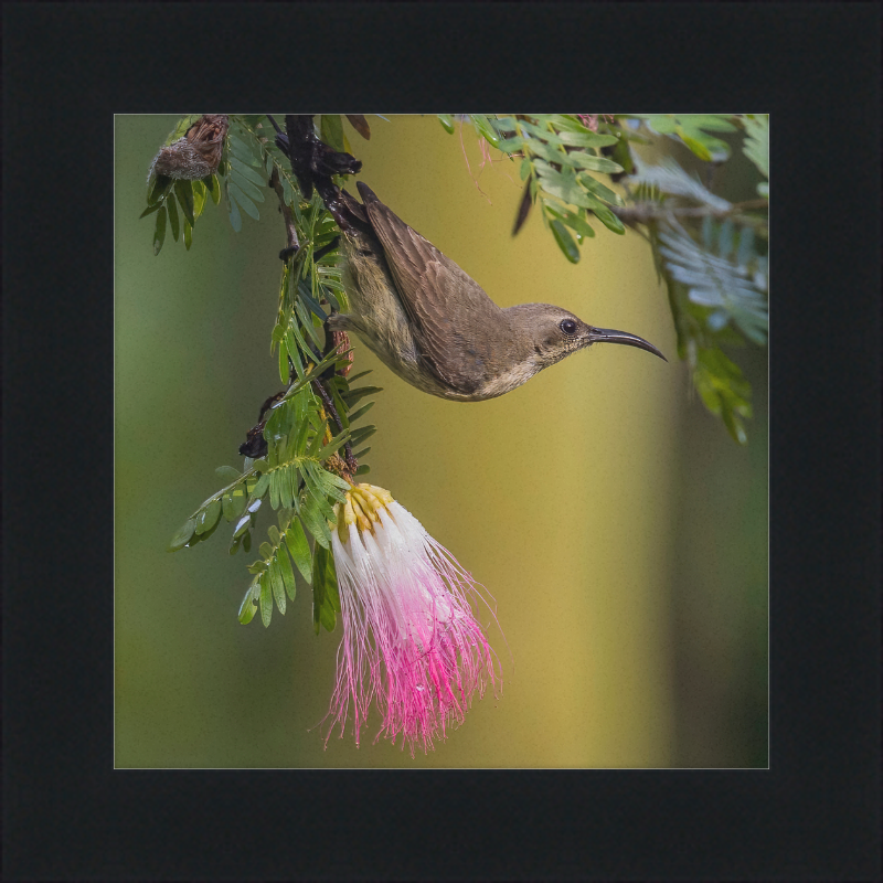 The Copper Sunbird Female on the Persian Silk Tree - Great Pictures Framed