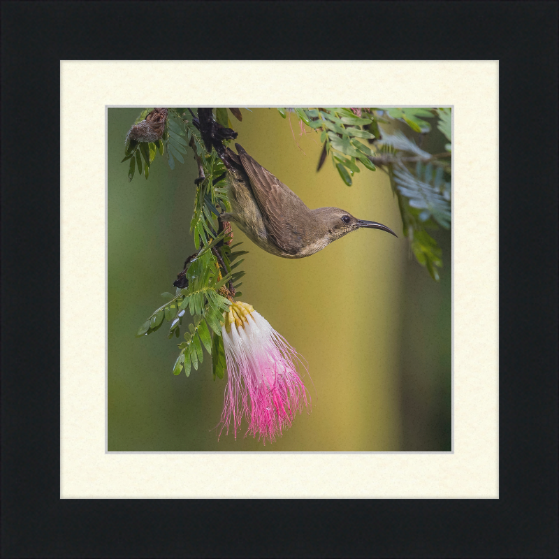 The Copper Sunbird Female on the Persian Silk Tree - Great Pictures Framed