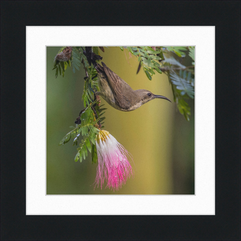 The Copper Sunbird Female on the Persian Silk Tree - Great Pictures Framed