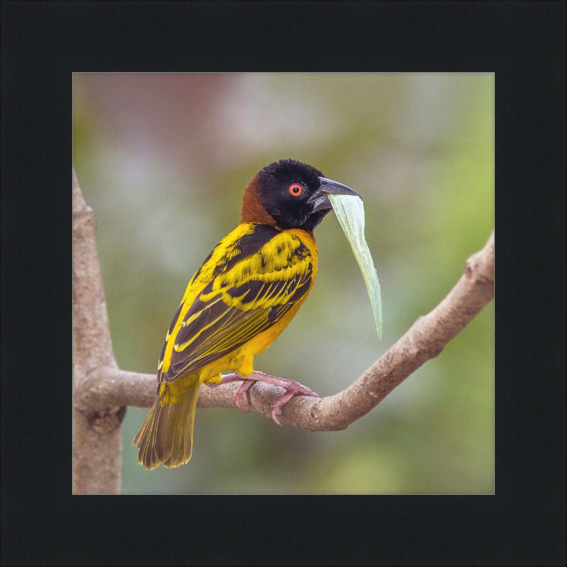 Village Weaver (Ploceus cucullatus cucullatus) - Great Pictures Framed