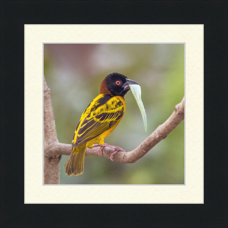 Village Weaver (Ploceus cucullatus cucullatus) - Great Pictures Framed