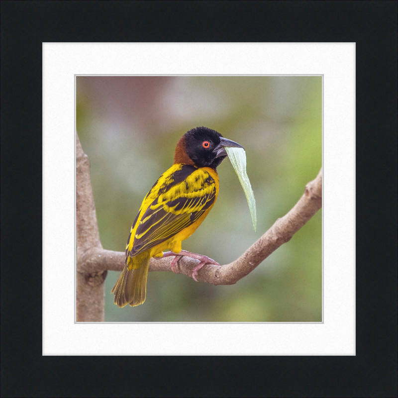 Village Weaver (Ploceus cucullatus cucullatus) - Great Pictures Framed
