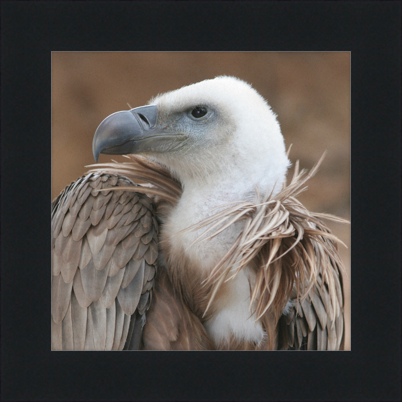 Vulture Beak - Great Pictures Framed