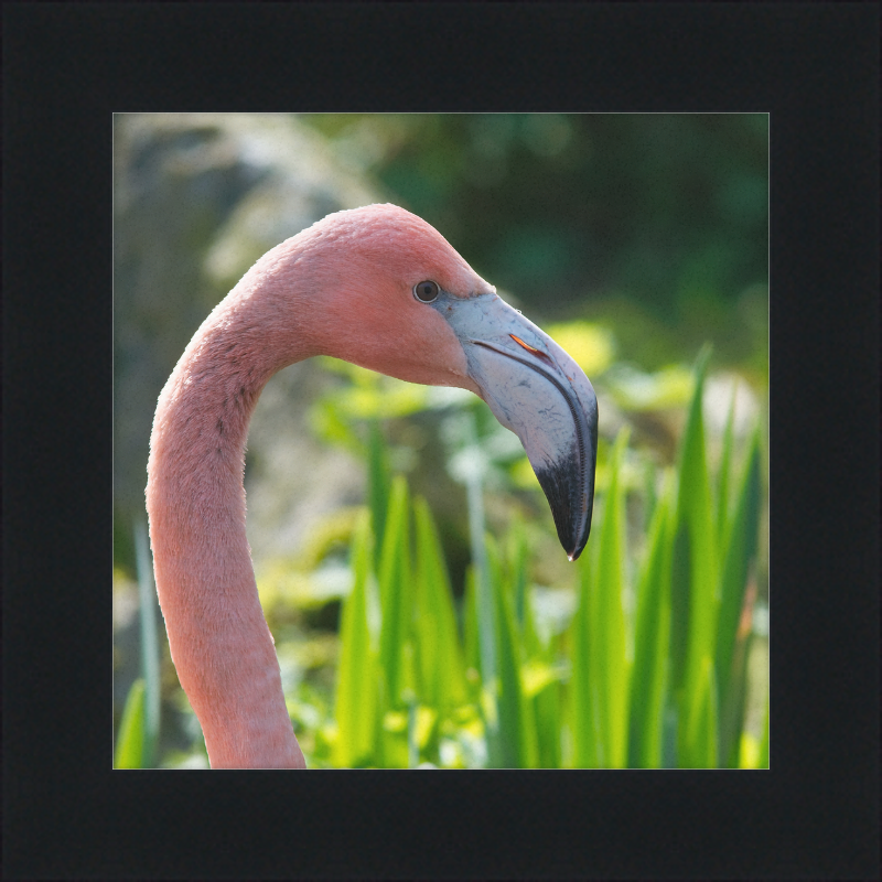 Phoenicopterus Roseus - Great Pictures Framed