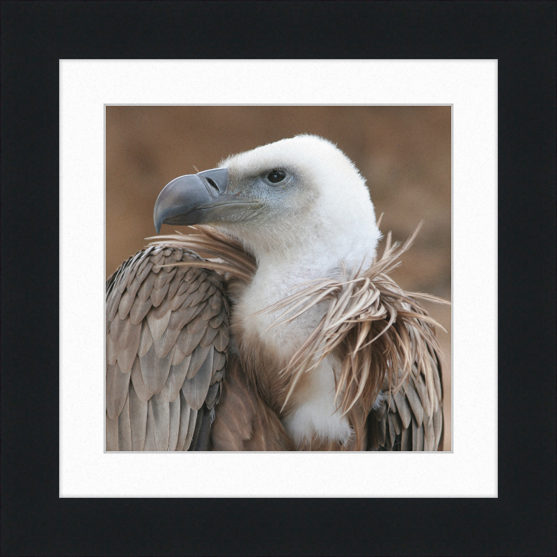Vulture Beak - Great Pictures Framed