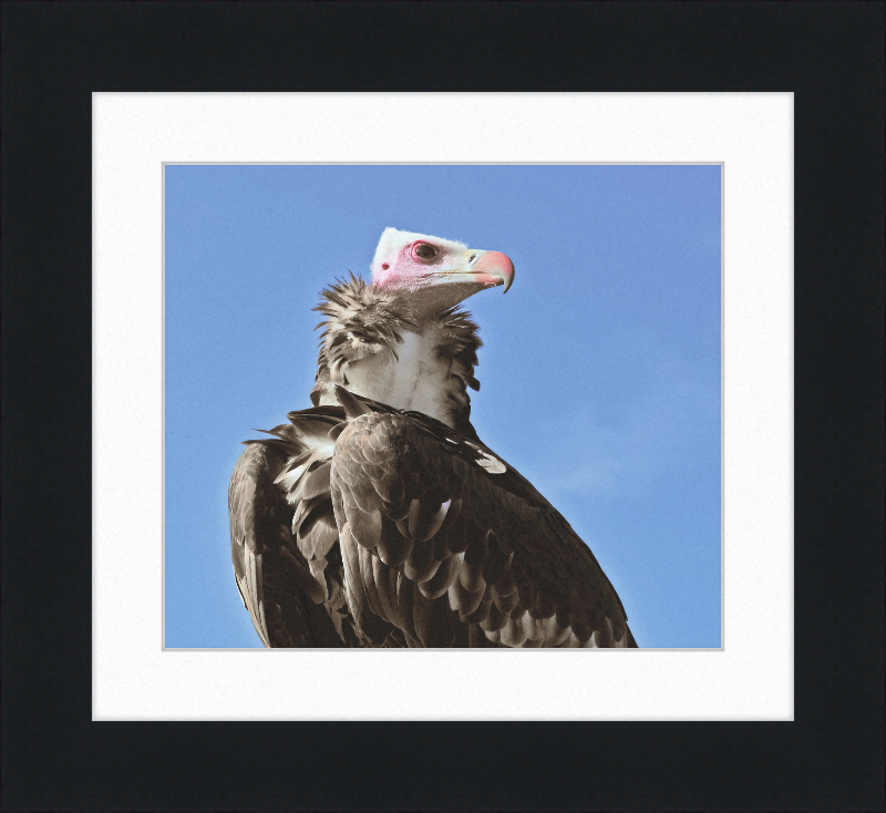 Trigonoceps Occipitalis - Great Pictures Framed