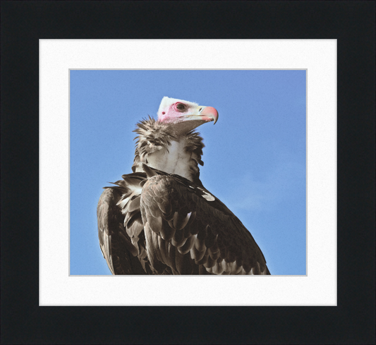 Trigonoceps Occipitalis - Great Pictures Framed