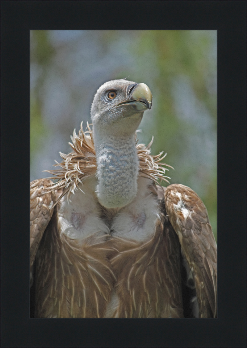 Gyps Fulvus - Great Pictures Framed