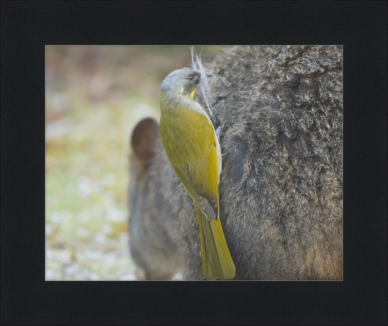 Lichenostomus Flavicollis Stealing Hair From Thylogale Billardierii for Nest - Great Pictures Framed