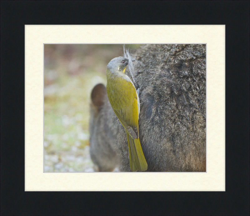 Lichenostomus Flavicollis Stealing Hair From Thylogale Billardierii for Nest - Great Pictures Framed