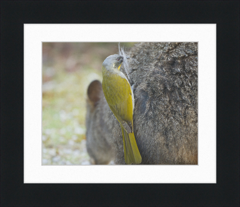 Lichenostomus Flavicollis Stealing Hair From Thylogale Billardierii for Nest - Great Pictures Framed