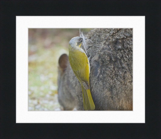 Lichenostomus Flavicollis Stealing Hair From Thylogale Billardierii for Nest - Great Pictures Framed
