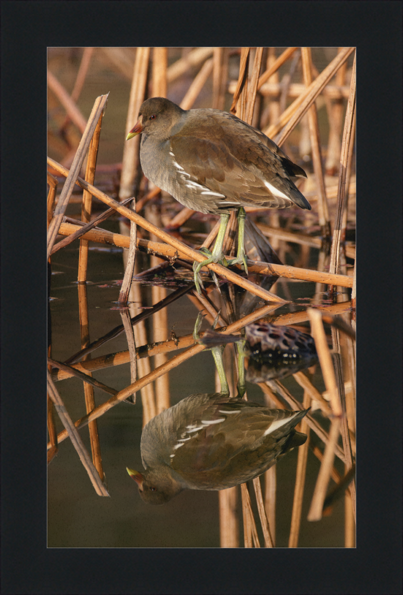 Common Moorhen in Suita, Osaka, Japan - Great Pictures Framed