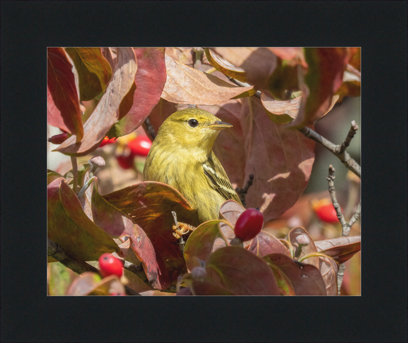 The Blackpoll Warbler - Great Pictures Framed