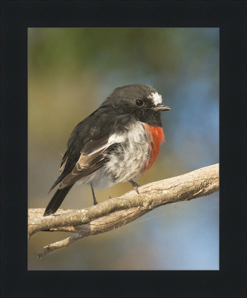 Petroica boodang in the Meehan Range - Great Pictures Framed