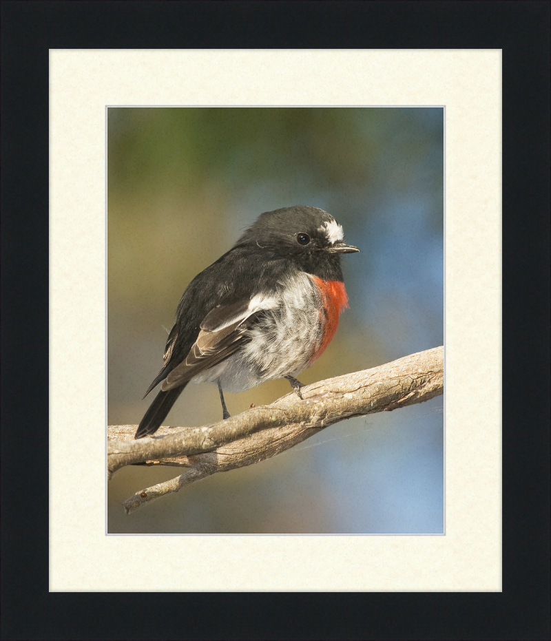 Petroica boodang in the Meehan Range - Great Pictures Framed