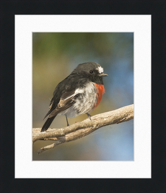 Petroica boodang in the Meehan Range - Great Pictures Framed