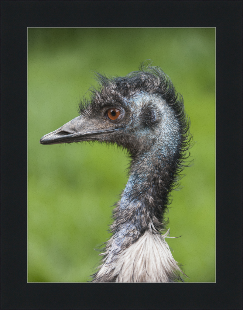 Dromaius Novaehollandiae in the Battersea Park Children's Zoo - Great Pictures Framed