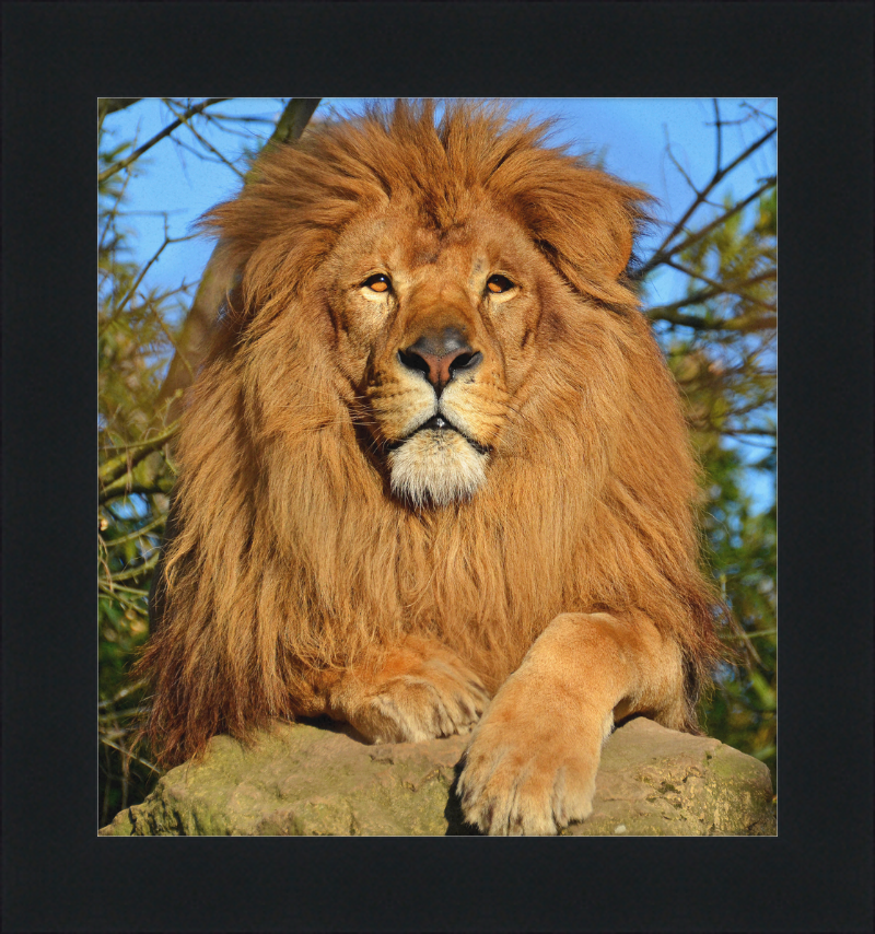 Lion d'Afrique - Great Pictures Framed