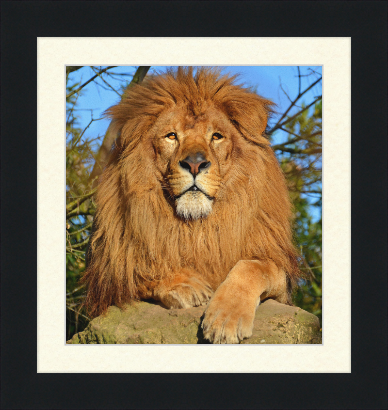 Lion d'Afrique - Great Pictures Framed