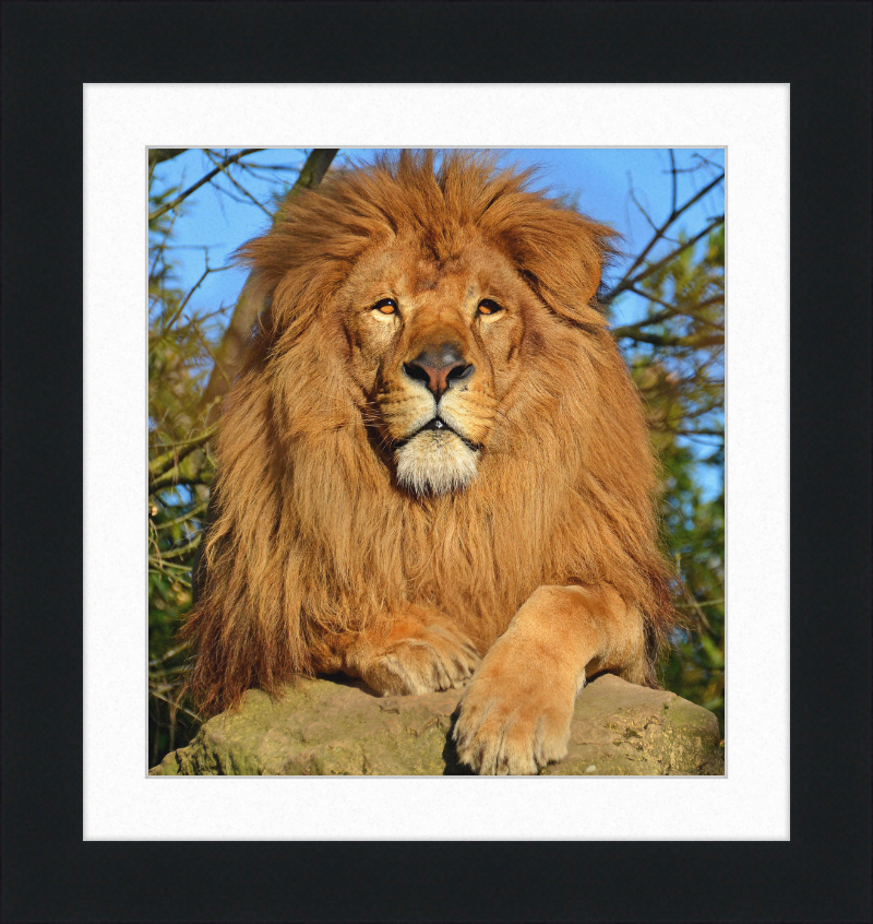 Lion d'Afrique - Great Pictures Framed