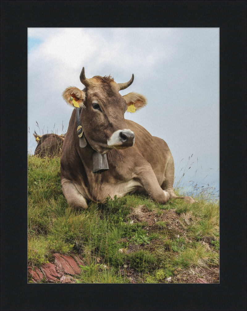 A Resting Cow in Flumserberg, Switzerland - Great Pictures Framed