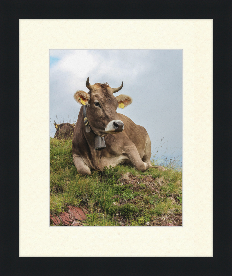A Resting Cow in Flumserberg, Switzerland - Great Pictures Framed