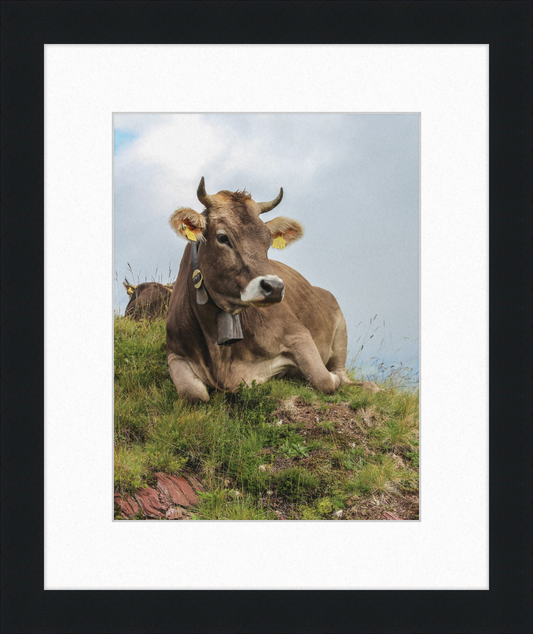 A Resting Cow in Flumserberg, Switzerland - Great Pictures Framed