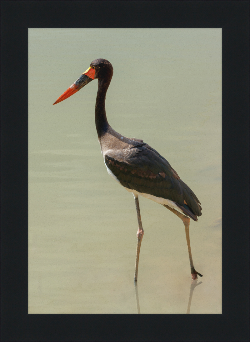 The Senegal Saddle-billed Stork at Résèrve Africaine de Sigean - Great Pictures Framed