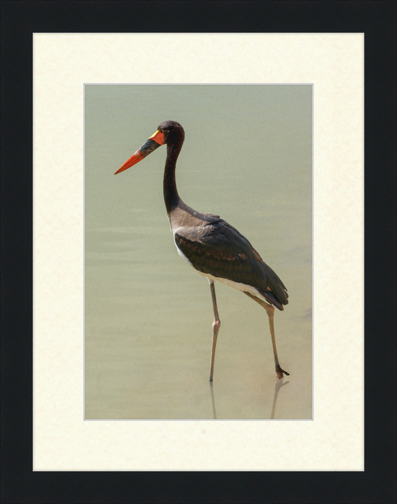 The Senegal Saddle-billed Stork at Résèrve Africaine de Sigean - Great Pictures Framed