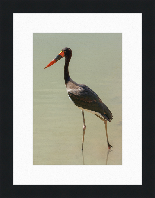 The Senegal Saddle-billed Stork at Résèrve Africaine de Sigean - Great Pictures Framed