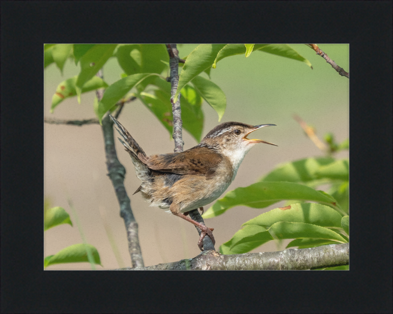 Marsh Wren at Hammonasset Beach - Great Pictures Framed