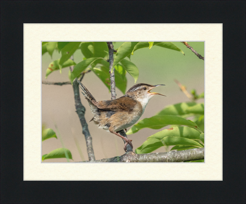 Marsh Wren at Hammonasset Beach - Great Pictures Framed