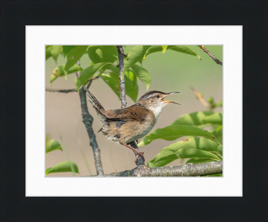 Marsh Wren at Hammonasset Beach - Great Pictures Framed