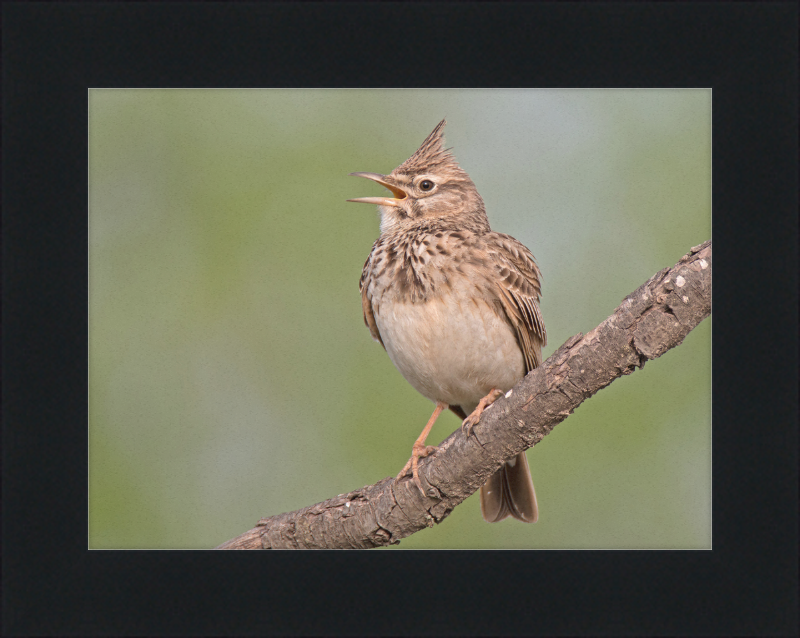 The Crested Lark - Great Pictures Framed