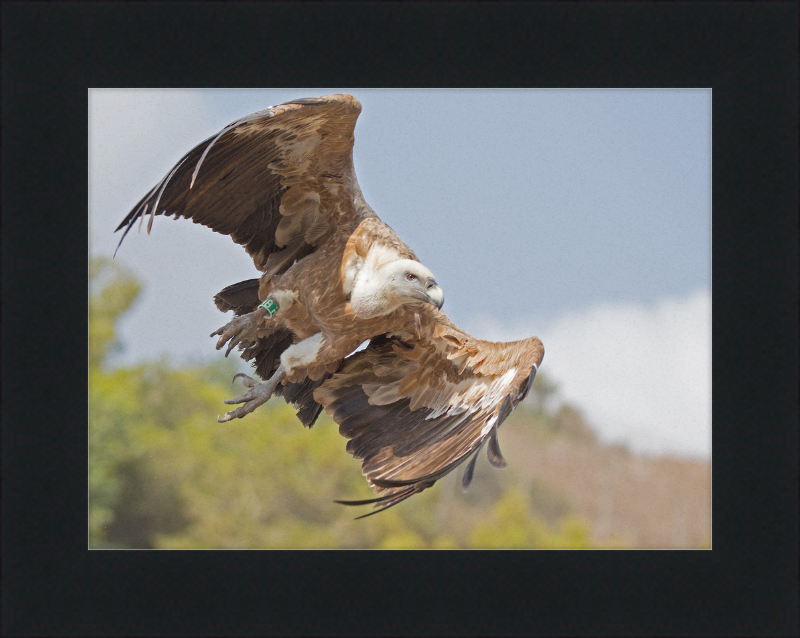 Griffon Vulture - Great Pictures Framed